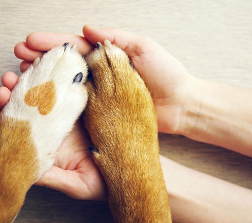 Dog paws with a spot in the form of heart and human hand close u