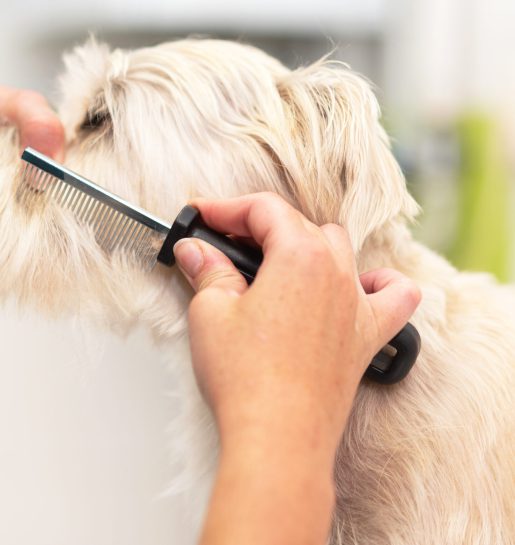 Professional groomer combing the dog's hair with a comb .